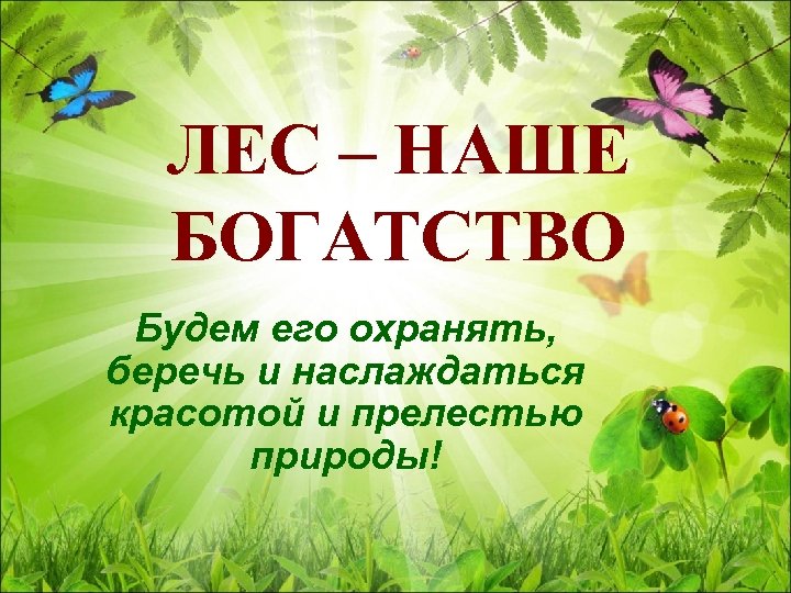 Зеленые леса и лесные чудеса